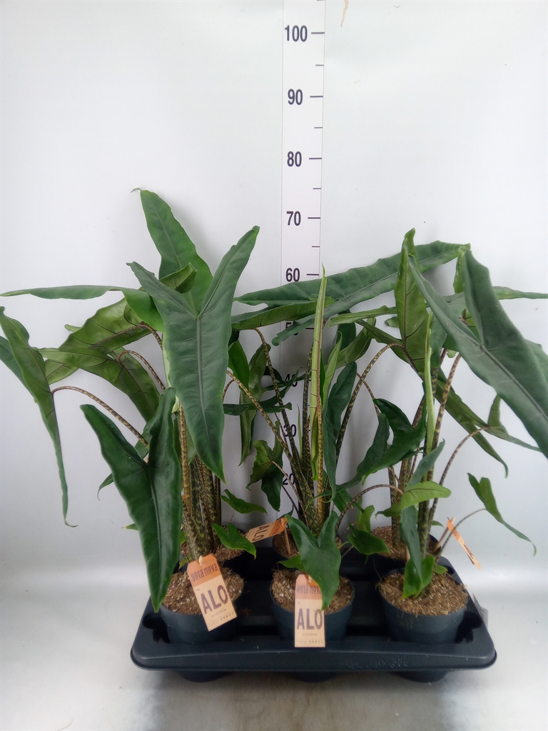 Горшечные цветы и растения оптом Alocasia Zebrina от 6шт (для телеги) из Голландии с доставкой по России