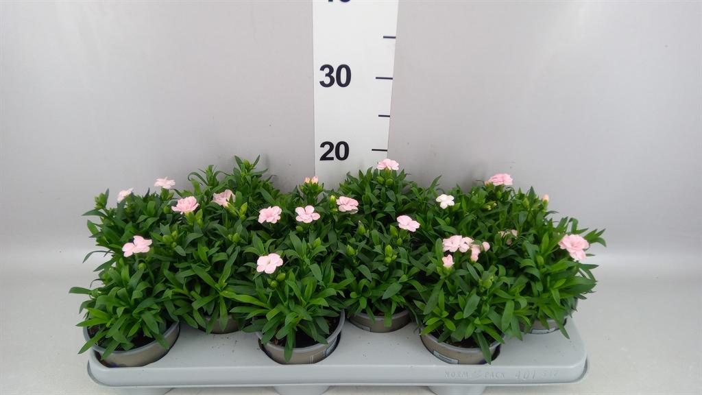 Горшечные цветы и растения оптом Dianthus oscar White от 12шт из Голландии с доставкой по России