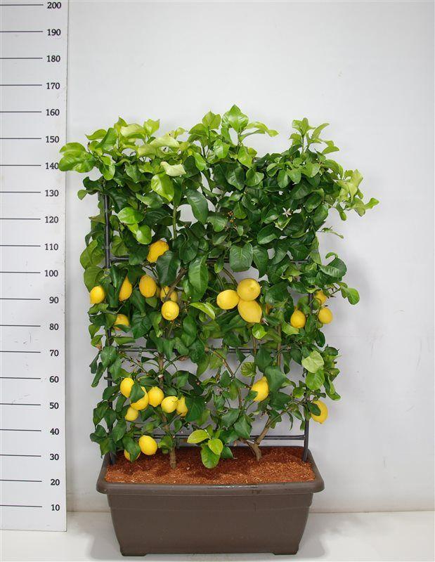 Горшечные цветы и растения оптом Citrus Limonium Volkameriana On Reck от 1шт (для телеги) из Голландии с доставкой по России