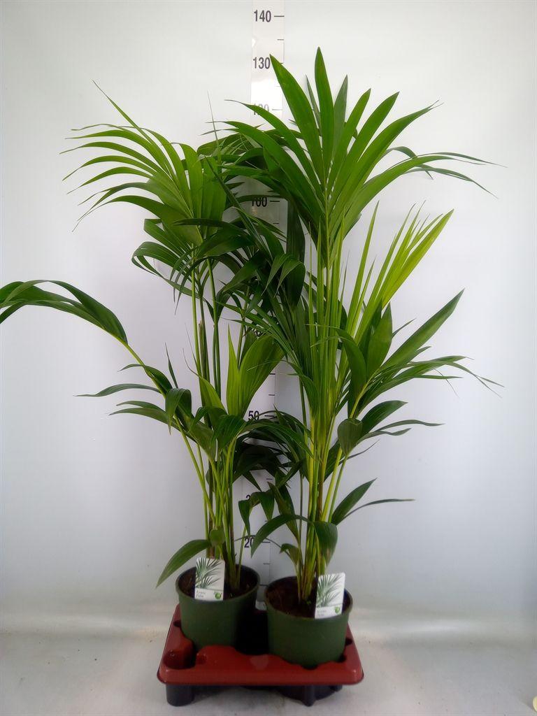 Горшечные цветы и растения оптом Howea Forsteriana от 2шт из Голландии с доставкой по России Горшечные цветы и растения оптом Howea Forsteriana от 2шт из Голландии с доставкой по России