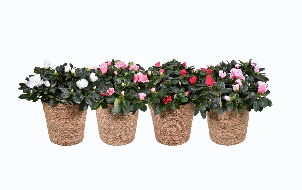 Горшечные цветы и растения оптом Azalea Mix In Basket от 1шт из Голландии с доставкой по России Горшечные цветы и растения оптом Azalea Mix In Basket от 1шт из Голландии с доставкой по России