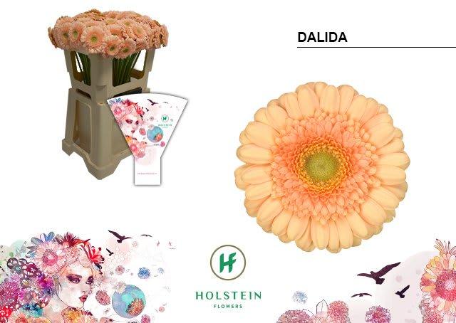 Срезанные цветы оптом Germini dalida от 80шт из Голландии с доставкой по России