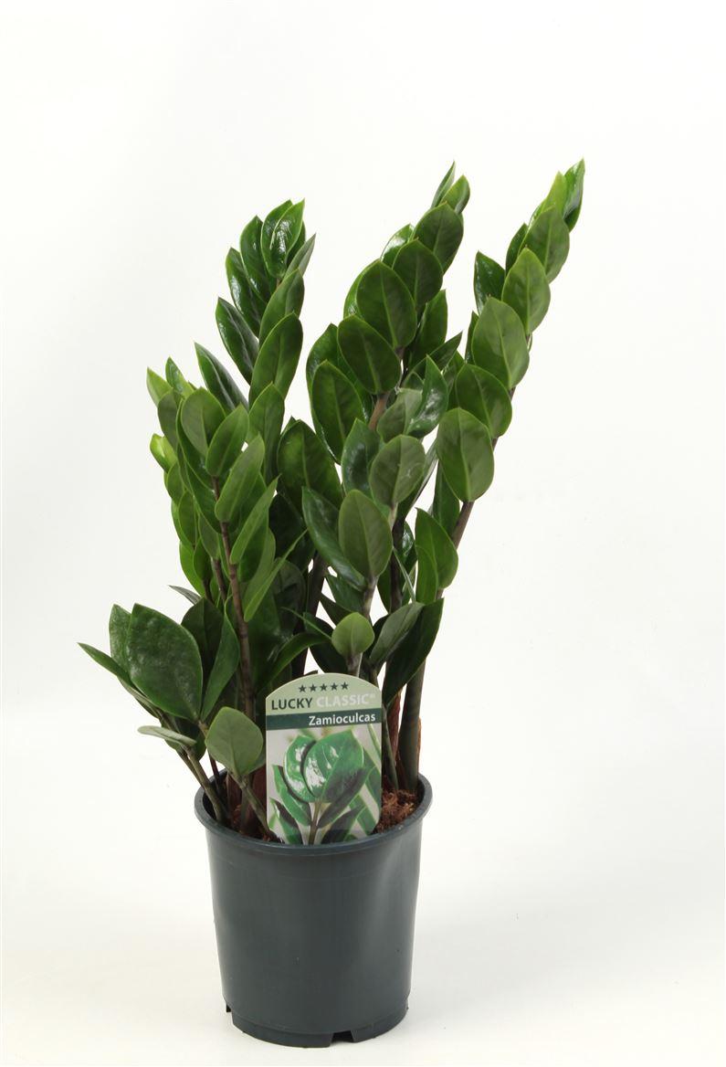 Горшечные цветы и растения оптом Zamioculcas Lucky Classic 6+ от 8шт из Голландии с доставкой по России