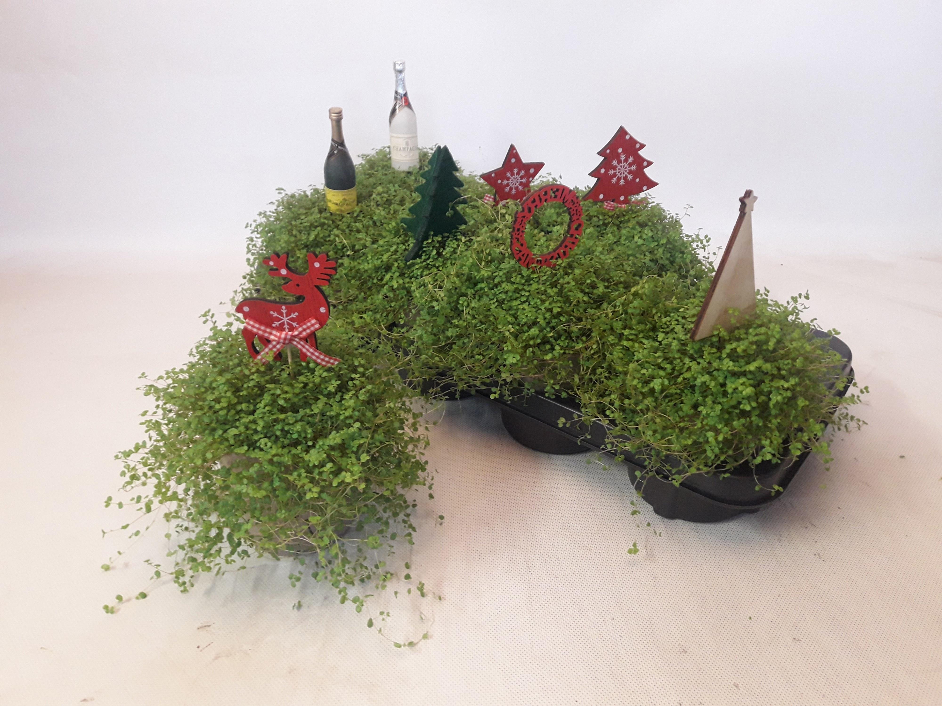 Горшечные цветы и растения оптом Solei Sol Groen от 8шт из Голландии с доставкой по России