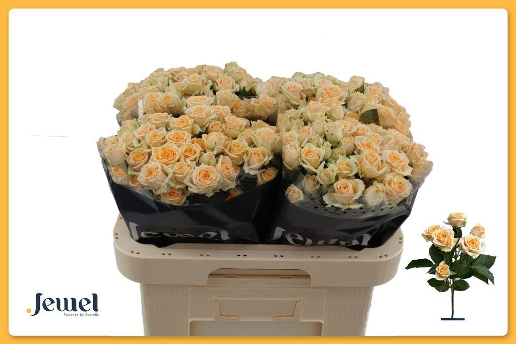 Срезанные цветы оптом Rosa spray trinity от 60шт из Голландии с доставкой по России