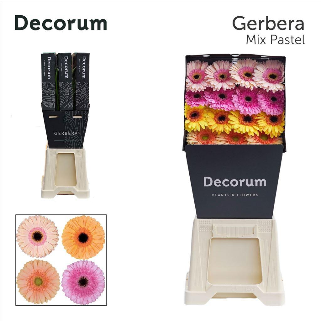 Срезанные цветы оптом Gerbera diamond mix pastel от 45шт из Голландии с доставкой по России