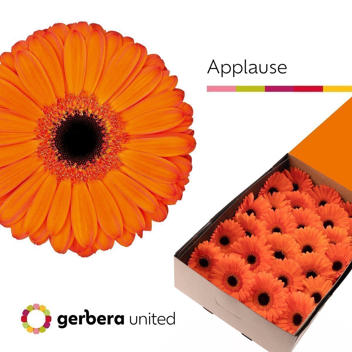 Срезанные цветы оптом Gerbera applause от 25шт из Голландии с доставкой по России