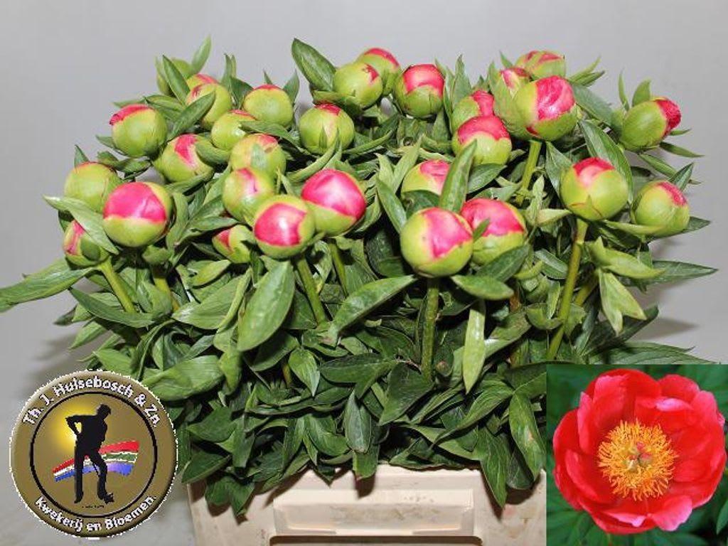 Срезанные цветы оптом Paeonia flame от 35шт из Голландии с доставкой по России