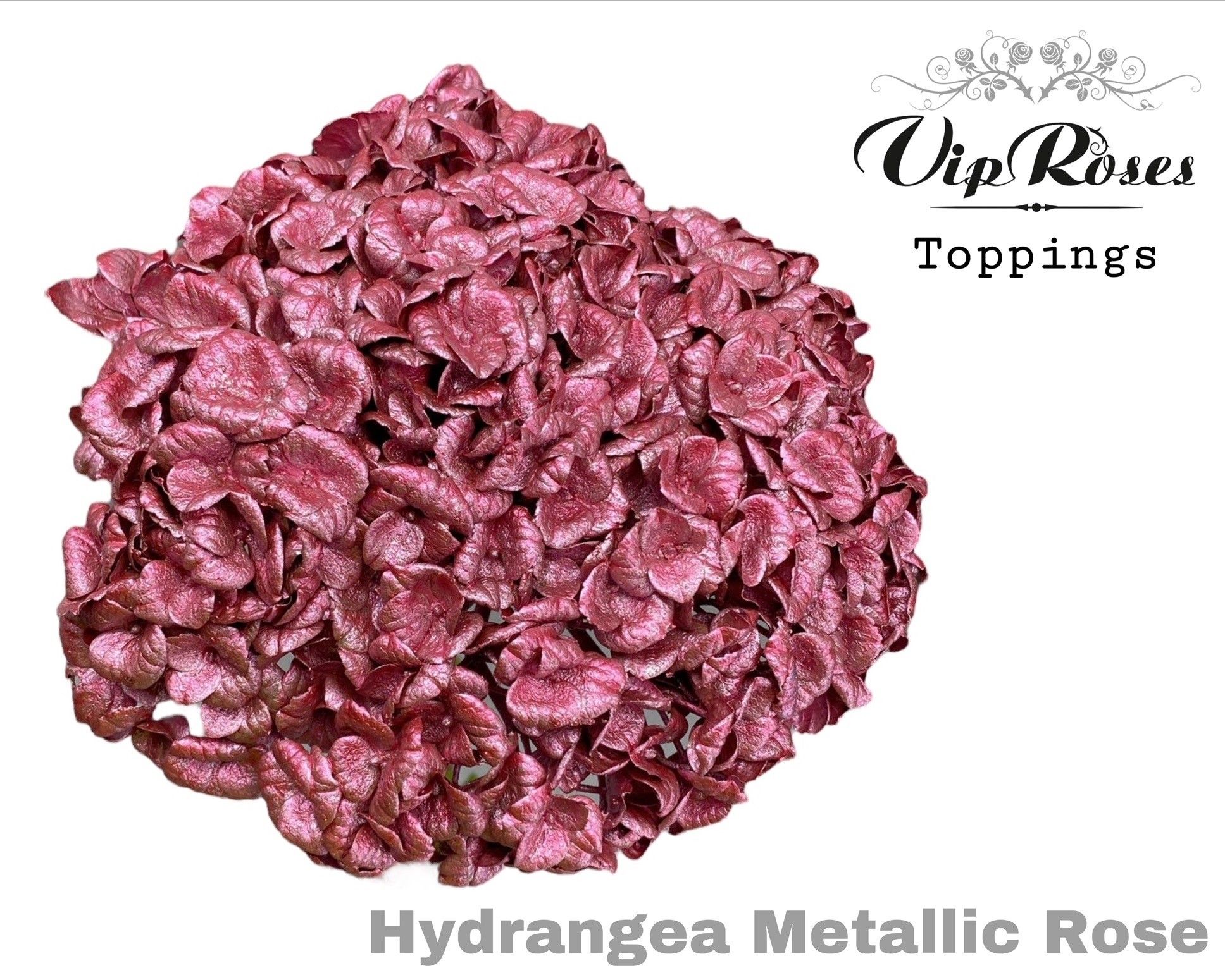 Срезанные цветы оптом Hydrangea paint metallic pink от 10шт из Голландии с доставкой по России