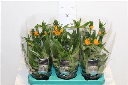 Горшечные цветы и растения оптом ** Ornit Du ** 3 Branches * Spring Deal * от 6шт из Голландии с доставкой по России