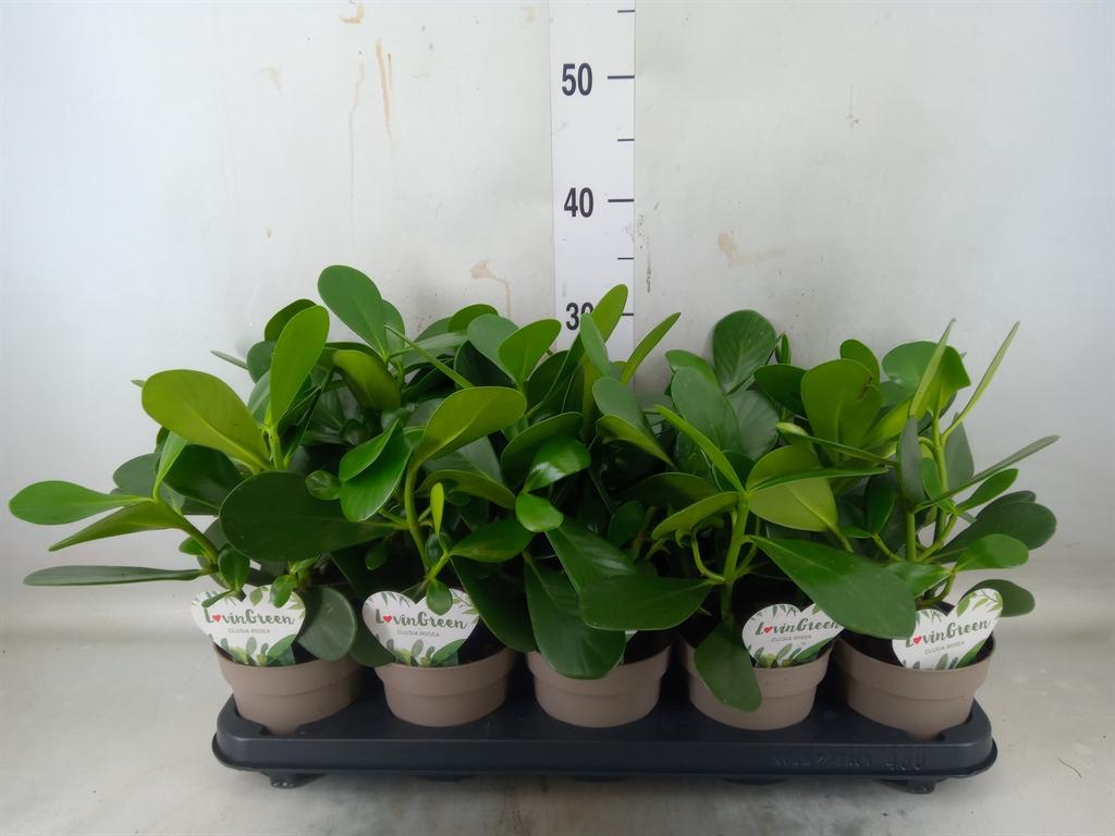 Горшечные цветы и растения оптом Clusia Rosea от 10шт из Голландии с доставкой по России