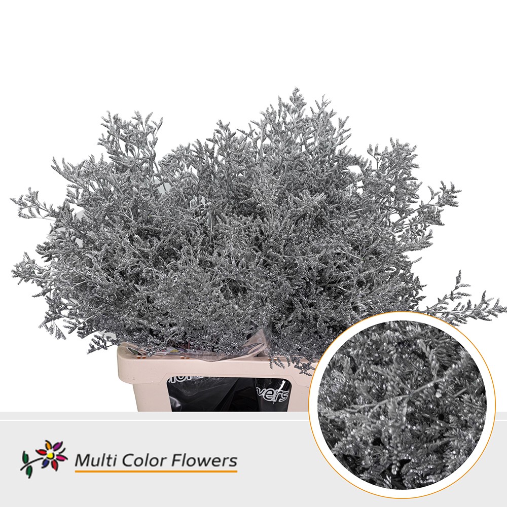 Срезанные цветы оптом Limonium paint silver от 50шт. из Голландии с доставкой по России