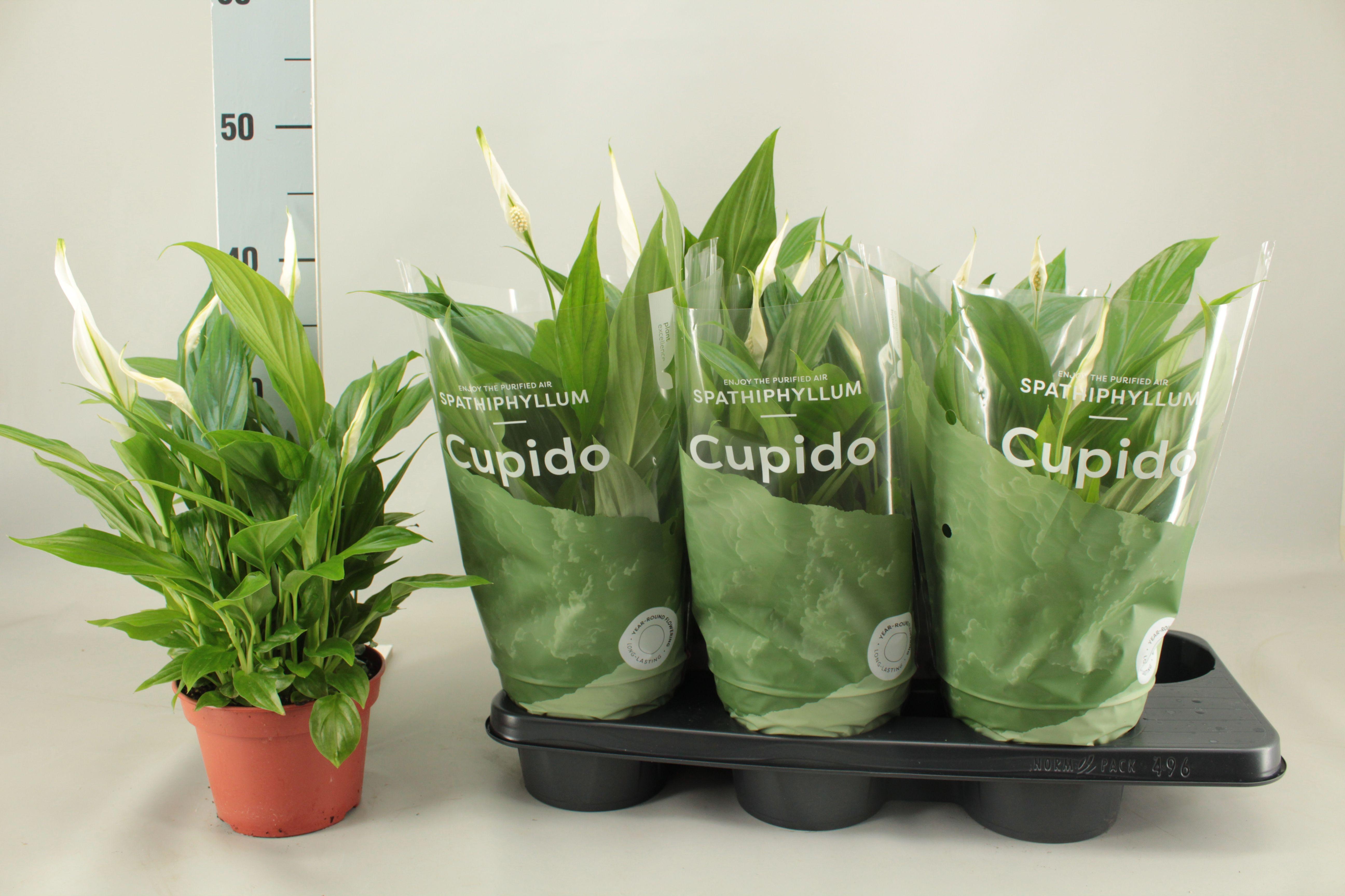 Горшечные цветы и растения оптом Spath Pearl Cupido от 6шт из Голландии с доставкой по России