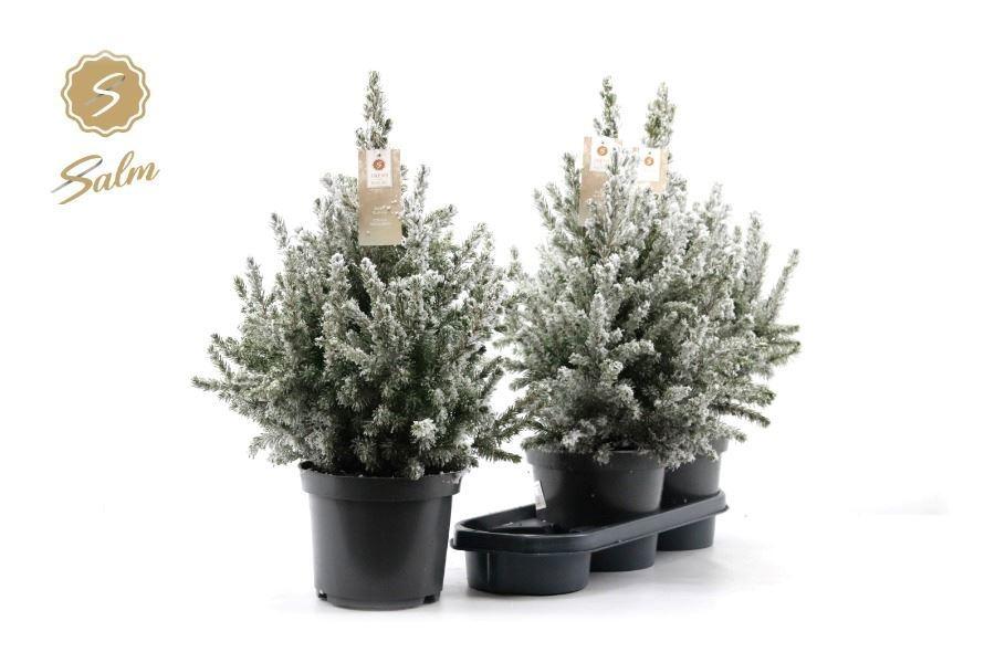 Горшечные цветы и растения оптом Picea Gl December от 3шт из Голландии с доставкой по России