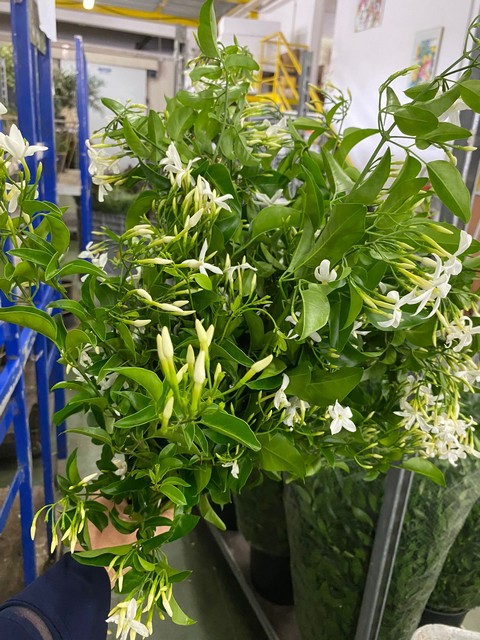 Срезанные цветы оптом Jasmine ranken от 10шт из Голландии с доставкой по России