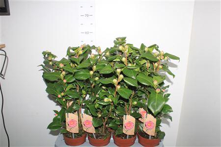 Горшечные цветы и растения оптом Came J Dr King 15+ от 8шт из Голландии с доставкой по России Горшечные цветы и растения оптом Came J Dr King 15+ от 8шт из Голландии с доставкой по России