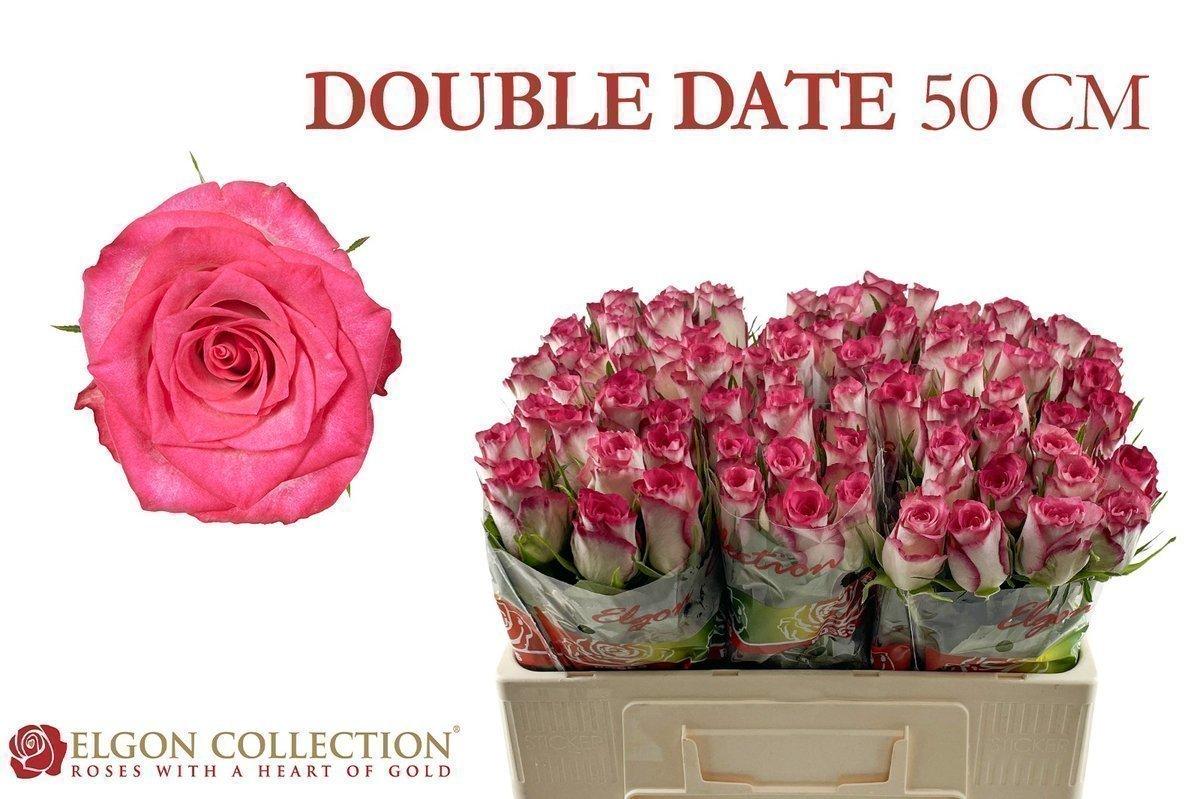 Срезанные цветы оптом Rosa large double date! от 80шт из Голландии с доставкой по России
