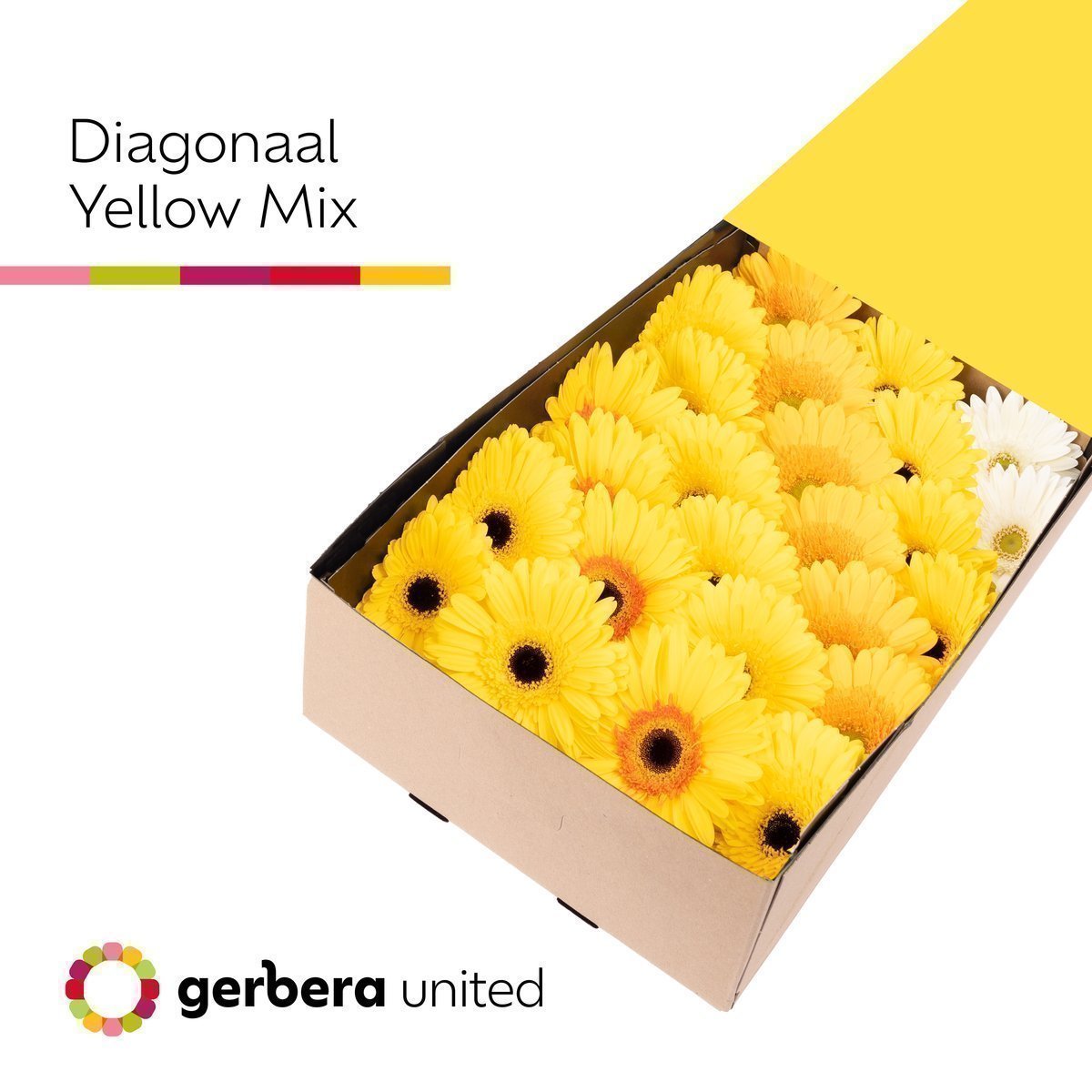 Срезанные цветы оптом Gerbera mix yellow от 25шт из Голландии с доставкой по России