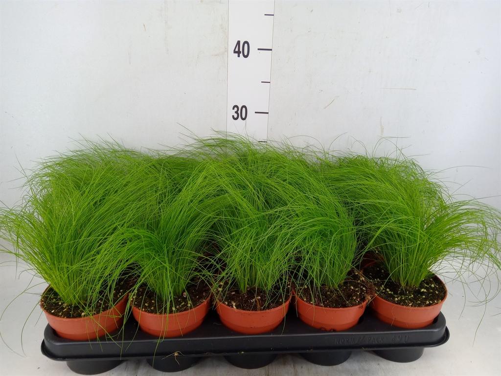 Горшечные цветы и растения оптом Stipa Tenuifolia от 10шт из Голландии с доставкой по России