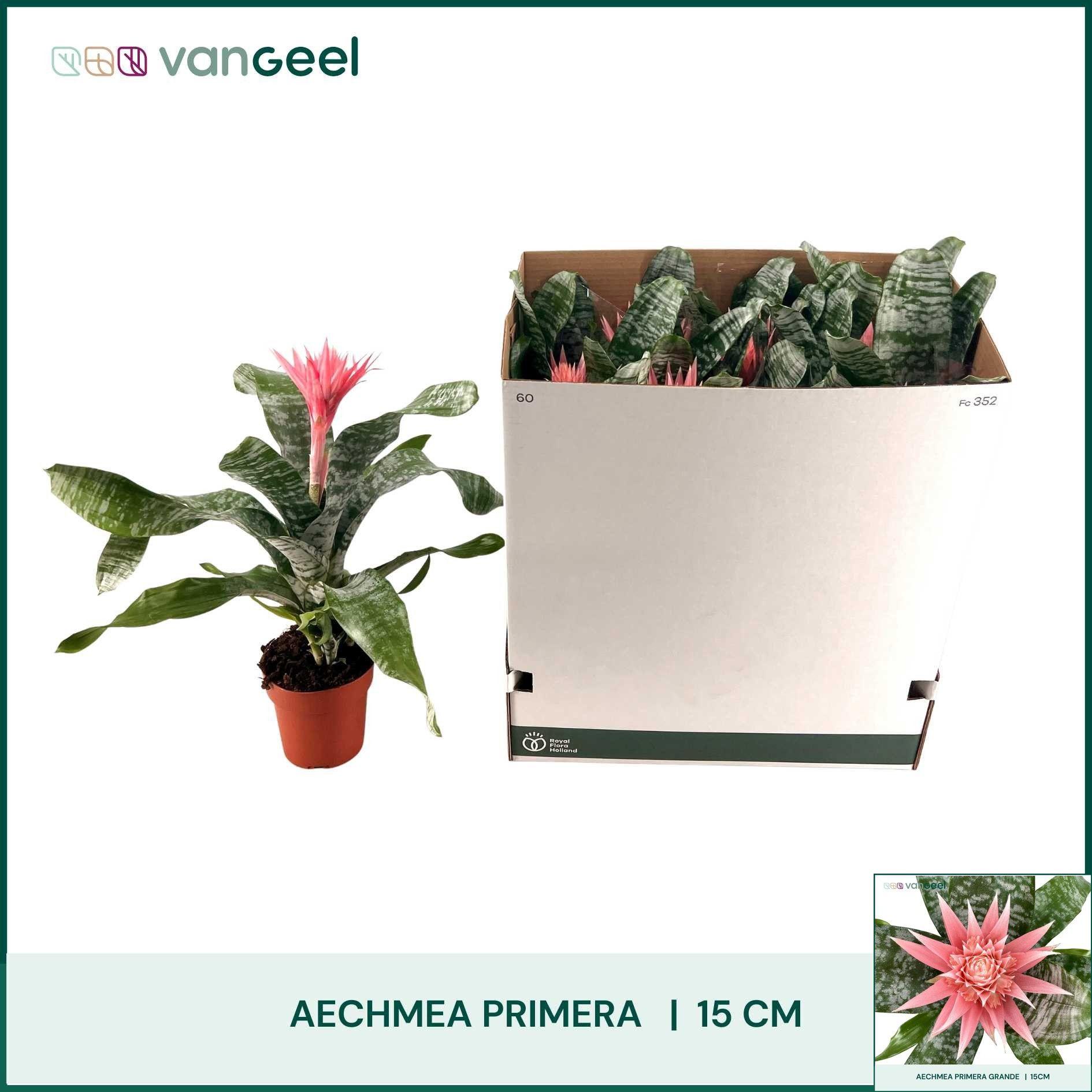 Горшечные цветы и растения оптом Aech Fas Primera от 7шт из Голландии с доставкой по России