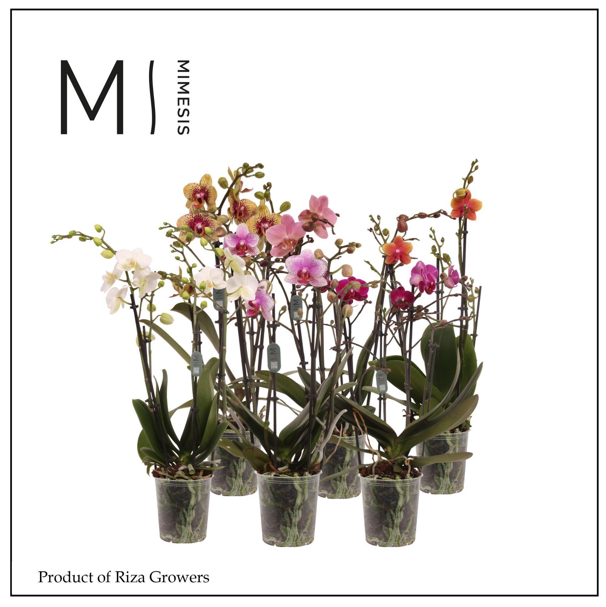 Горшечные цветы и растения оптом Phal Multi 4st Mix 28+ (orchid Growers) от 10шт из Голландии с доставкой по России