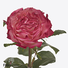 Срезанные цветы оптом Rosa large enchantment от 40шт. из Голландии с доставкой по России