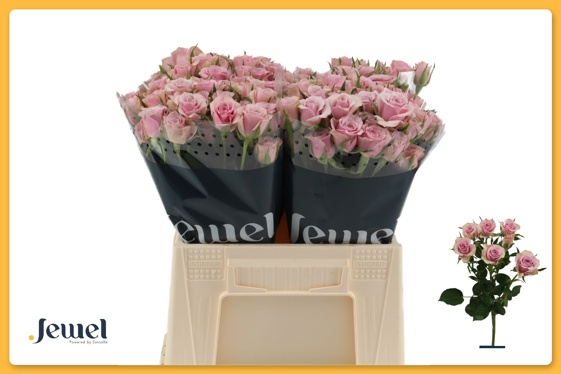 Срезанные цветы оптом Rosa spray leila от 40шт. из Голландии с доставкой по России