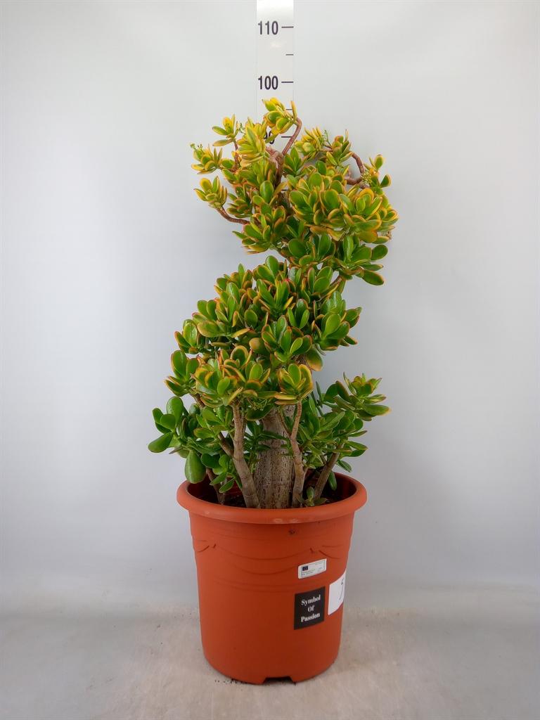 Горшечные цветы и растения оптом Chrys Gevuldbl Gem от 10шт' из Голландии с доставкой по России