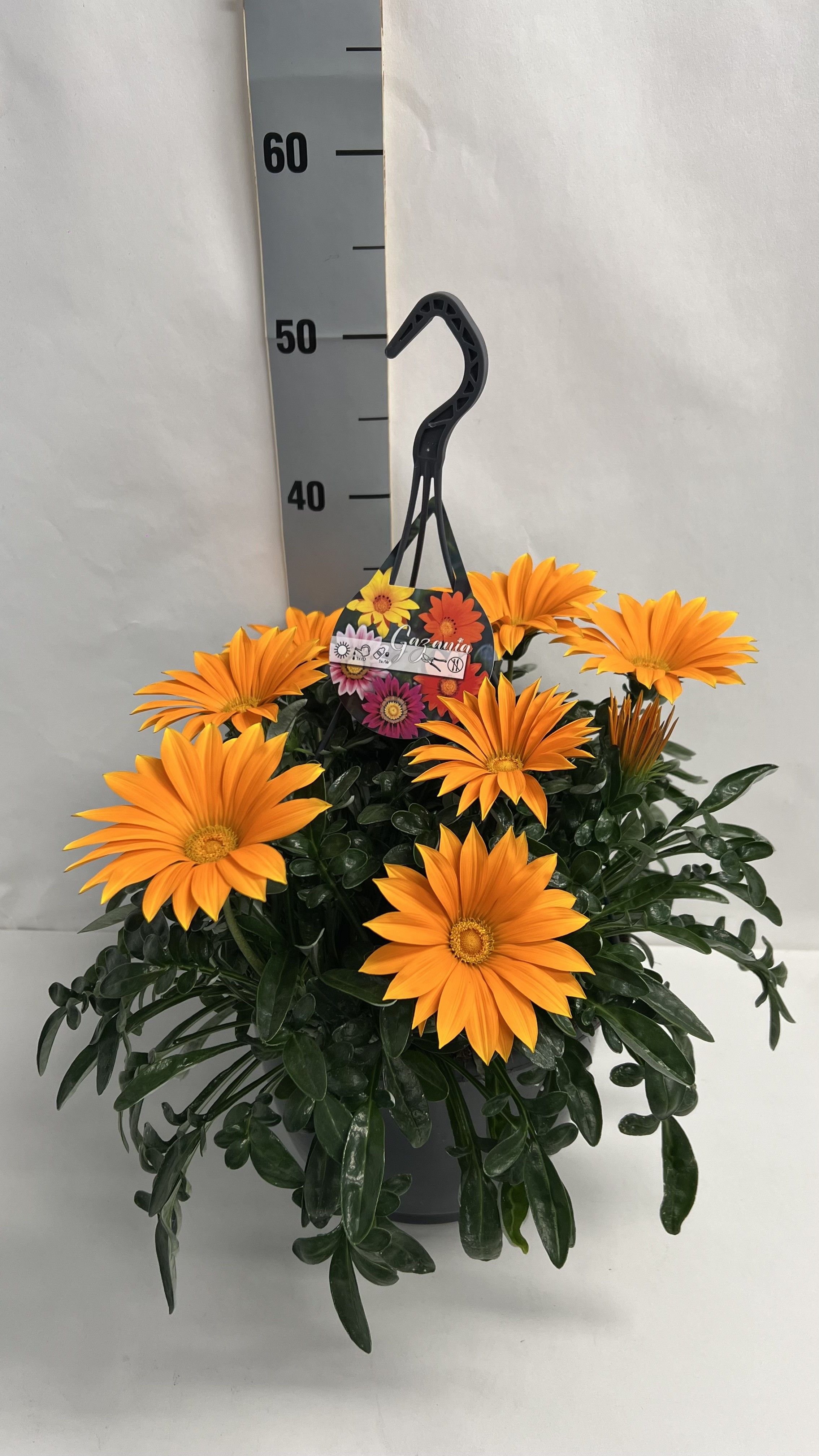 Горшечные цветы и растения оптом Gaz R Deep Orange от 1шт из Голландии с доставкой по России