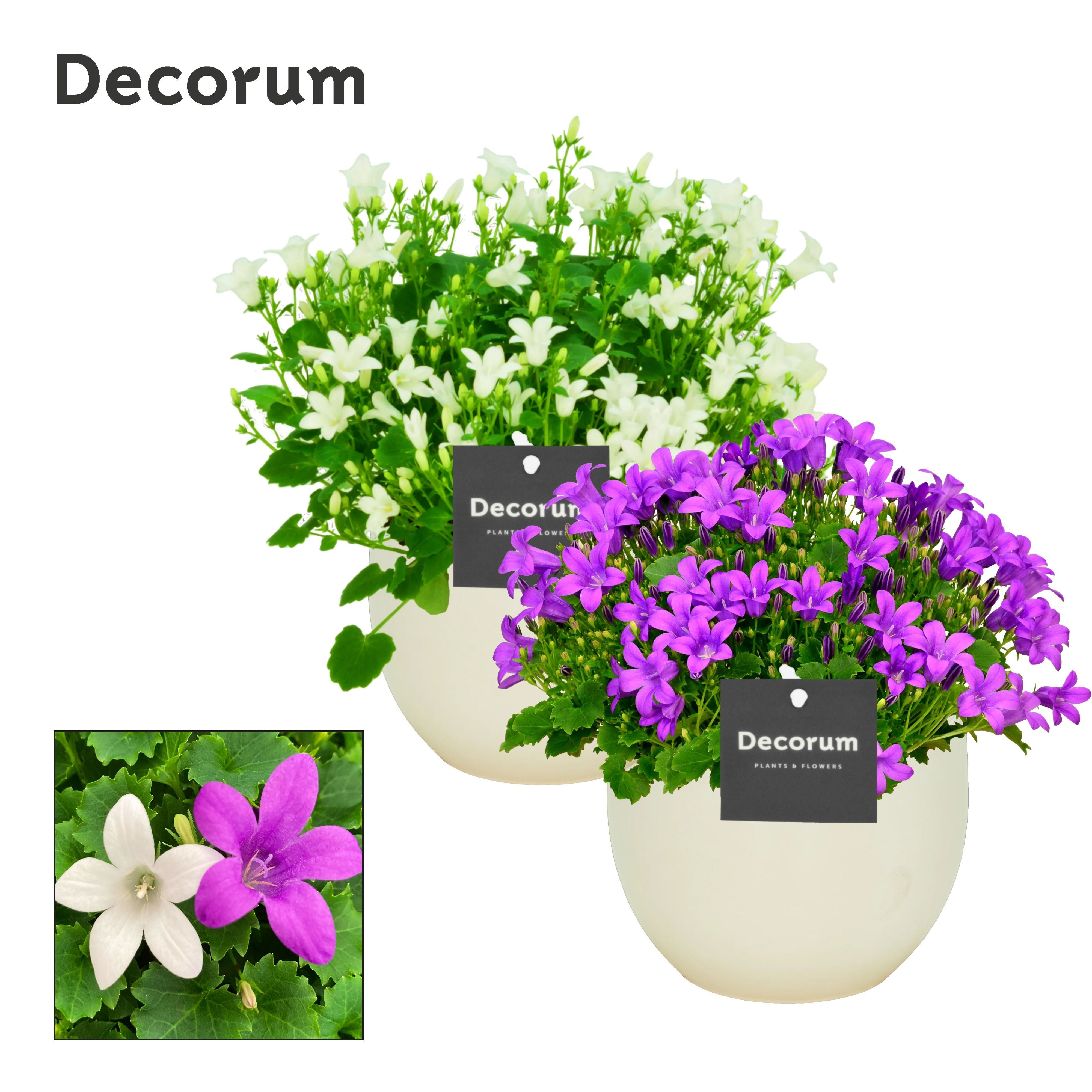 Горшечные цветы и растения оптом Camp Ov от 6шт (для телеги) из Голландии с доставкой по России