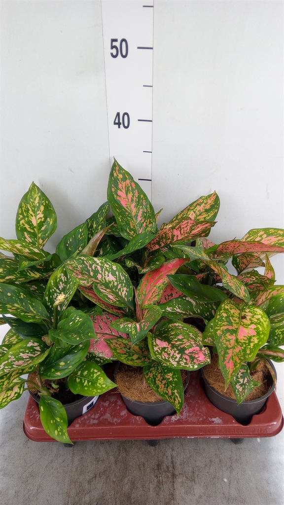 Горшечные цветы и растения оптом Aglaonema Pink от 6шт из Голландии с доставкой по России
