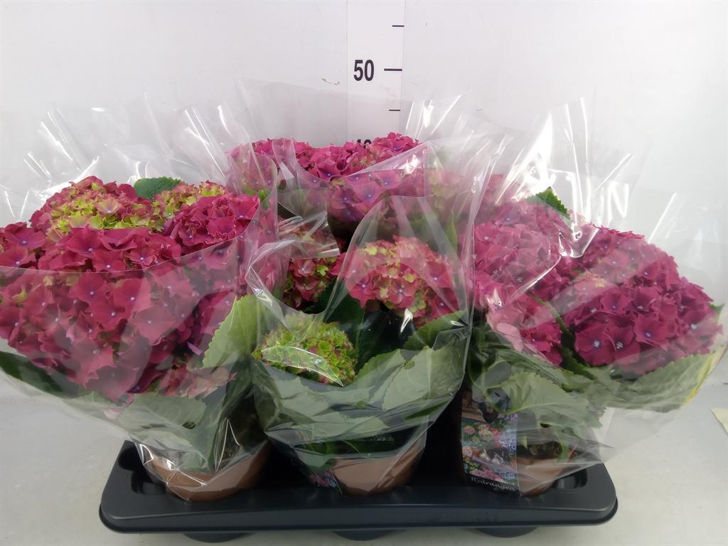 Горшечные цветы и растения оптом Hydrangea Mac.   ... от 6шт из Голландии с доставкой по России