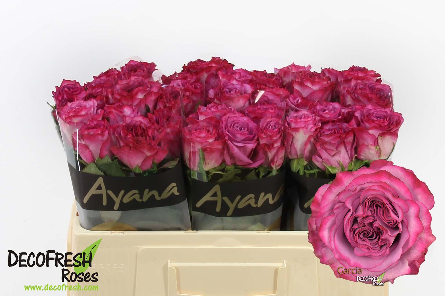 Срезанные цветы оптом Rosa large garcia+ от 40шт из Голландии с доставкой по России