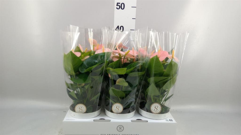 Горшечные цветы и растения оптом Anthurium Andr. spirit от 6шт из Голландии с доставкой по России