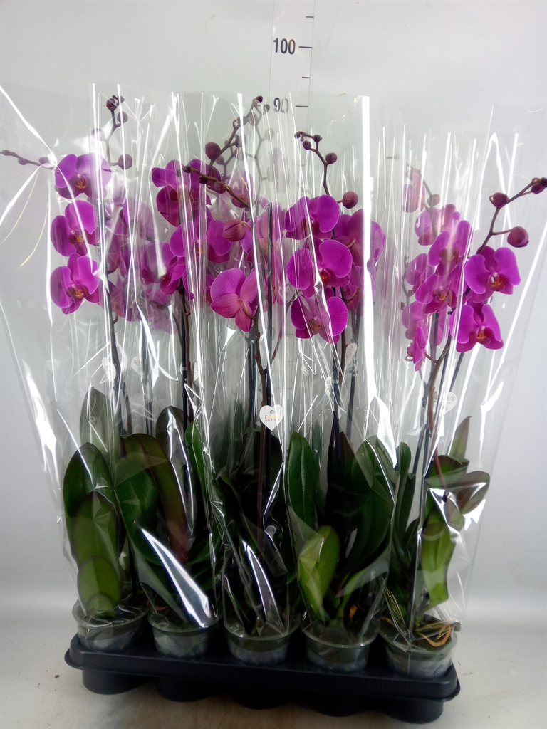 Горшечные цветы и растения оптом Phalaenopsis   ...lilac от 10шт из Голландии с доставкой по России