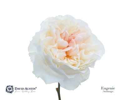 Срезанные цветы оптом Rosa la austin eugenie от 12шт из Голландии с доставкой по России