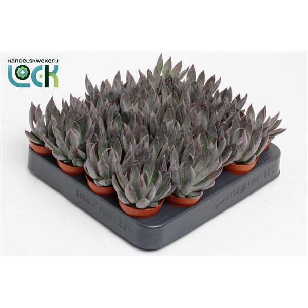 Горшечные цветы и растения оптом Echeveria Joost от 20шт из Голландии с доставкой по России