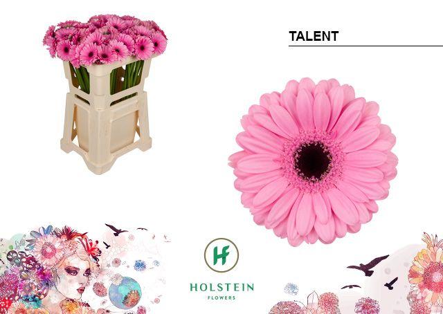 Срезанные цветы оптом Germini talent от 80шт из Голландии с доставкой по России