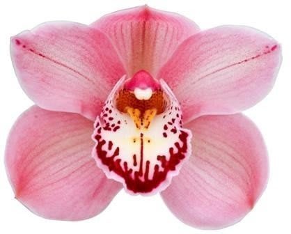 Срезанные цветы оптом Cymbidium pink Aloha (new!) от 6шт из Голландии с доставкой по России