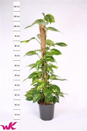 Горшечные цветы и растения оптом Epipremnum Mosspole от 1шт из Голландии с доставкой по России