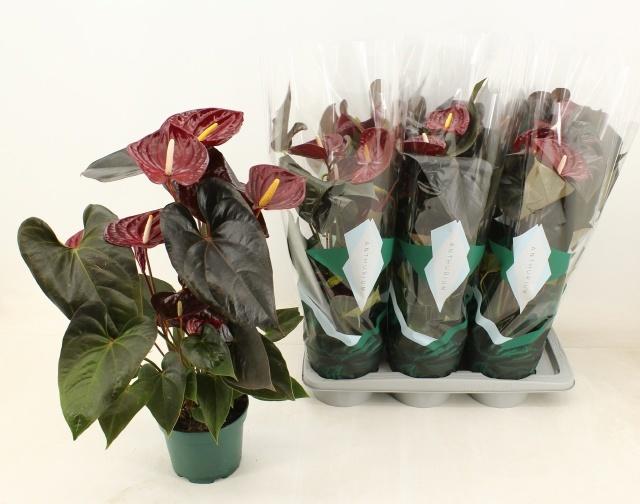 Горшечные цветы и растения оптом Anthu An Delicata от 6шт из Голландии с доставкой по России