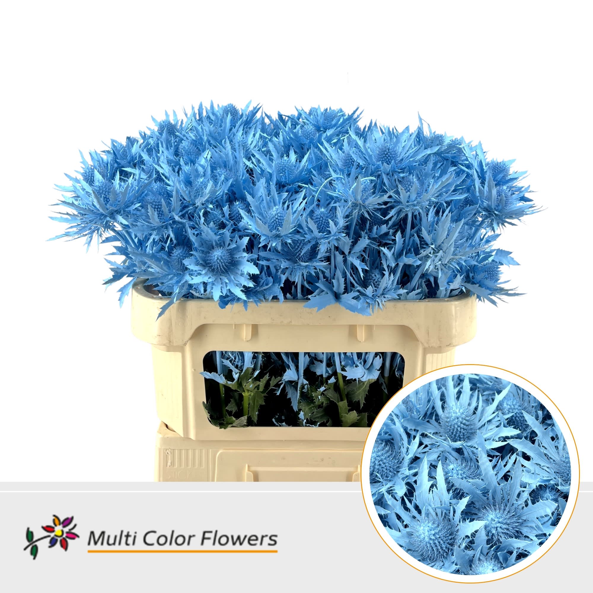 Срезанные цветы оптом Eryngium paint blue light от 30шт из Голландии с доставкой по России