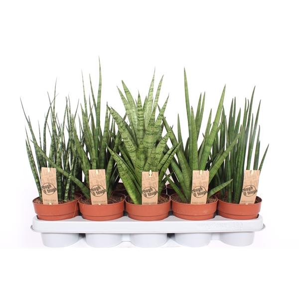 Горшечные цветы и растения оптом Sansevieria Luxe Mix от 6шт из Голландии с доставкой по России