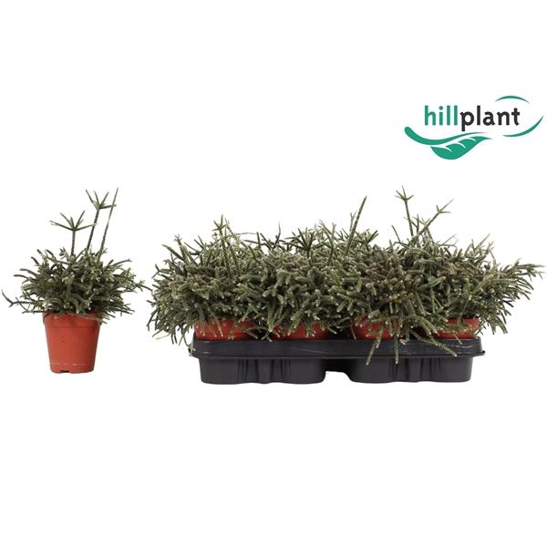 Горшечные цветы и растения оптом Rhipsalis Pilocarpa от 12шт (для телеги) из Голландии с доставкой по России