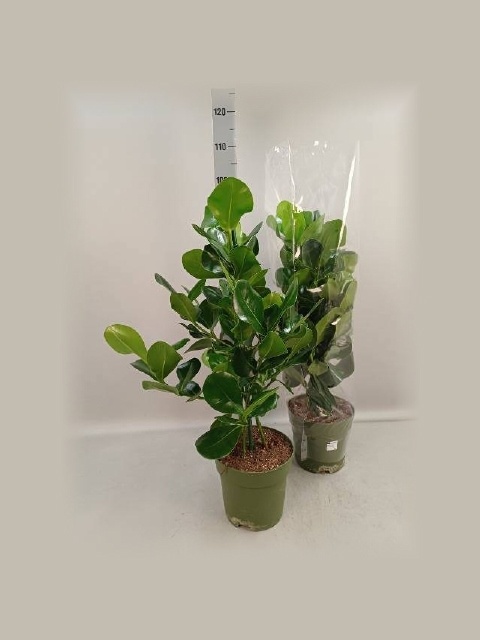 Горшечные цветы и растения оптом Clu Rosea от 1шт из Голландии с доставкой по России