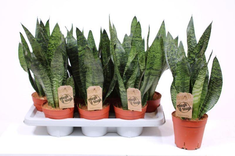 Горшечные цветы и растения оптом Sansevieria Zeylanica Compacta от 7шт из Голландии с доставкой по России