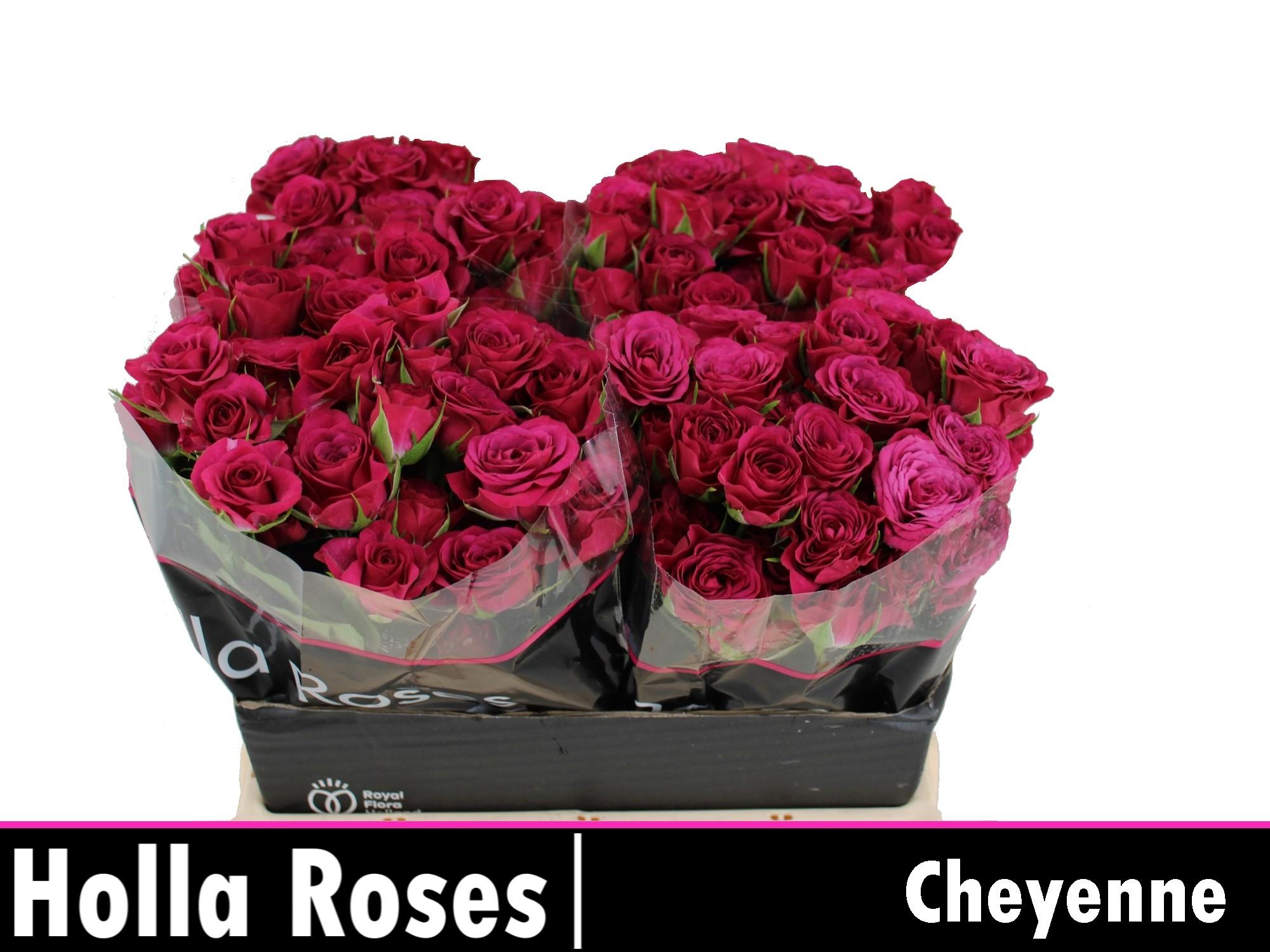 Срезанные цветы оптом Rosa spray cheyenne от 40шт из Голландии с доставкой по России