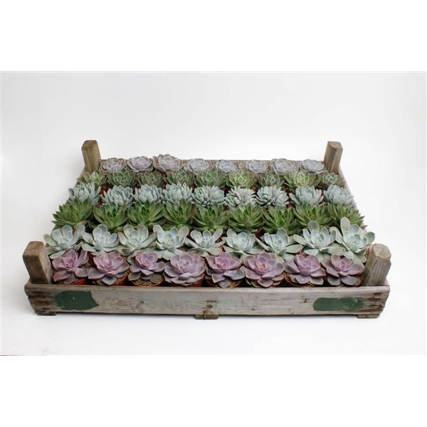 Горшечные цветы и растения оптом Echeveria Mix In Gazenbak от 52шт (для телеги) из Голландии с доставкой по России