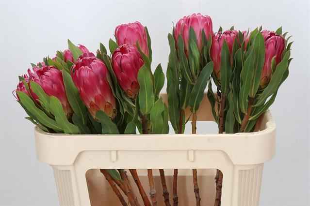 Срезанные цветы оптом Protea brenda от 15шт из Голландии с доставкой по России