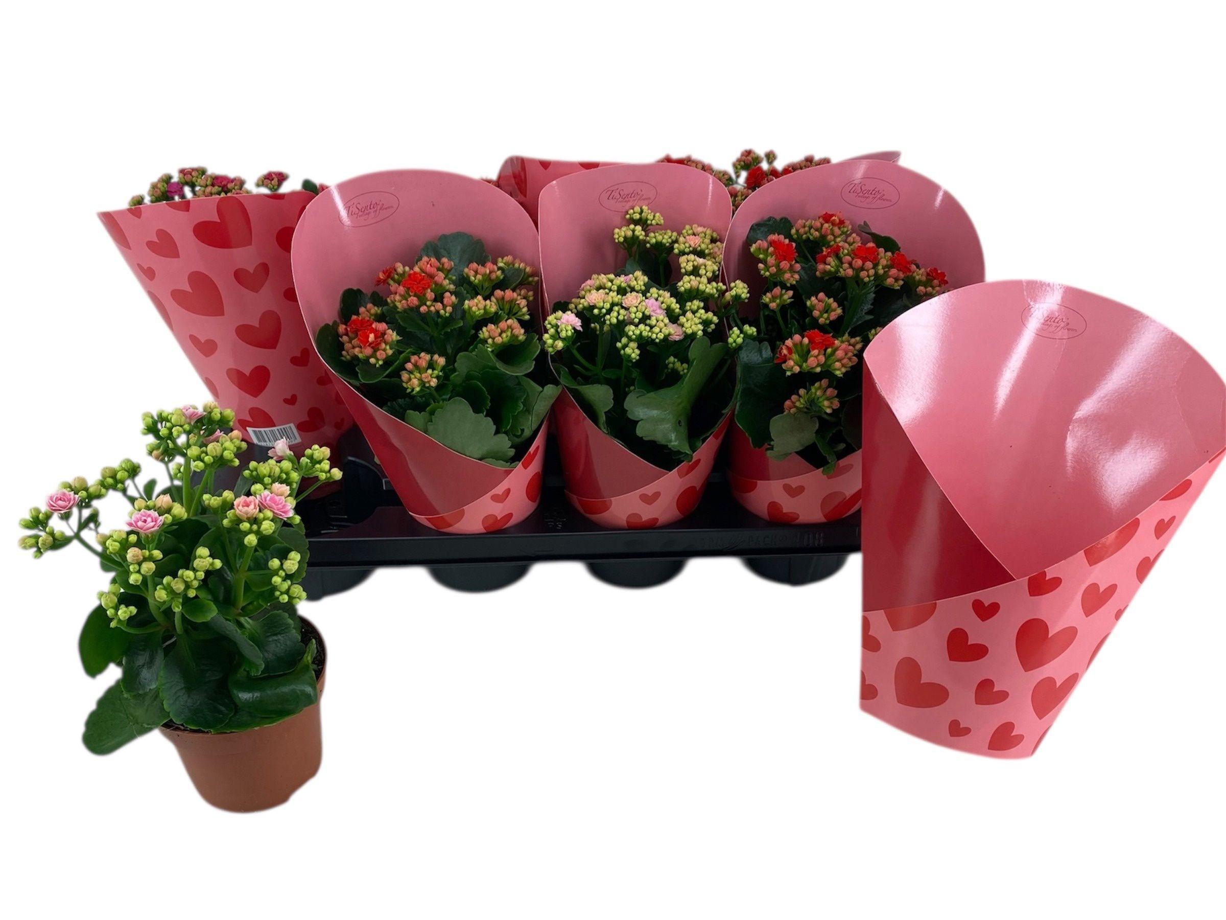 Горшечные цветы и растения оптом Kal Ge Gem от 8шт из Голландии с доставкой по России